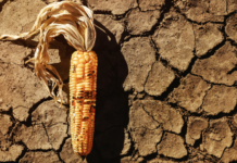 Food Security in Pakistan: A Systematic Review of Challenges, Policies, and Future Directions
