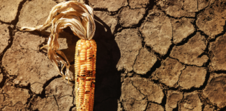 Food Security in Pakistan: A Systematic Review of Challenges, Policies, and Future Directions